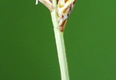 Carex heleonastes