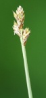 Carex heleonastes