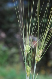 Hordeum vulgare subsp. hexastichon
