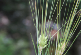 Hordeum vulgare subsp. hexastichon