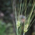 20090920_vallorbe-gare_hordeum_v.subsp.hexastichon_.jpg