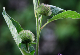 Arctium minus, Bardane à petits capitules