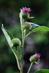 Arctium minus, Bardane à petits capitules