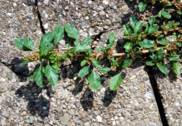 Amaranthus blitum, Amarante bleuâtre