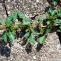 20090924_moutier_rue-chantemerle_amaranthus_blitum.jpg