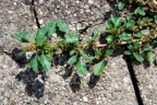 Amaranthus blitum, Amarante bleuâtre