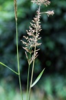 Agrostis gigantea, Agrostide géante