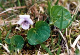 Viola palustris