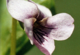 Viola palustris