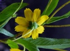 Guizotia abyssinica