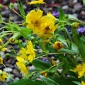 20100000_courrendlin_guizotia_abyssinica_03.jpg