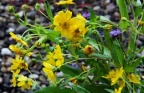 Guizotia abyssinica