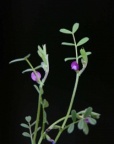 Vicia lathyroides 