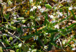 Erophila praecox, Drave précoce