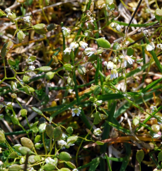 20100420_roches_stand-de-tir_erophila_praecox.jpg