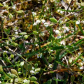 20100420_roches_stand-de-tir_erophila_praecox.jpg
