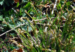Carex ornithopoda, Laiche pied d'oiseau