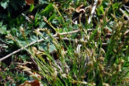 Carex ornithopoda, Laiche pied d'oiseau