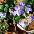 20100421_roches_stand-de-tir_viola_hirta.jpg