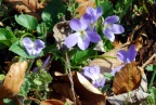 Viola hirta, Violette hérissée