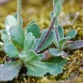 20100425_bieudron_vs._arabis_collina-rosette_.jpg