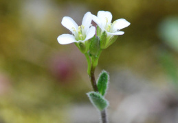 Arabis collina