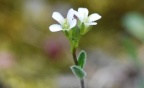 Arabis collina