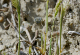 Trisetum cavanillesii