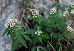 Valeriana tripteris 