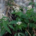 20100428_loeche-illgraben_valeriana_tripteris_.jpg