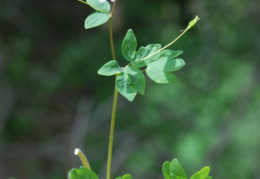 Isopyrum thalictroides