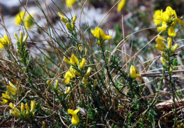 Genista pilosa, Genêt poilu