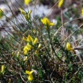 20100429_movelier_abschaellen_genista_pilosa.jpg
