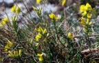 Genista pilosa, Genêt poilu