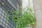 Sisymbrium orientale