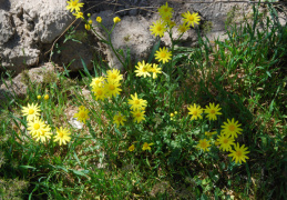 Senecio vernalis 