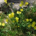 20100511_urgup-cappadoce_senecio_vernalis_.jpg