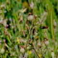 20100512_urgup-cappadoce_silene_conica-fruits_.jpg