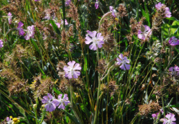 Silene conica