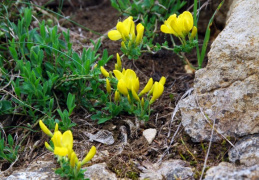 Cytisus decumbens, Cytise rampant