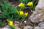 Cytisus decumbens, Cytise rampant