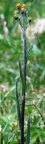 Tephroseris helenitis, Tephroséris hélénitis