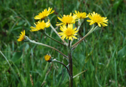 Tephroseris helenitis, Tephroséris hélénitis