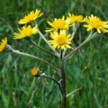 20100529_saignelegier_les-cerlatez_thephoseris_helenitis_02.jpg