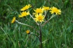 Tephroseris helenitis, Tephroséris hélénitis