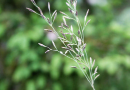 Festuca amethystina, Fétuque améthyste