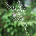 20100603_moutier_la-jean-mathey_festuca_amethystina.jpg