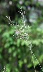 Festuca amethystina, Fétuque améthyste