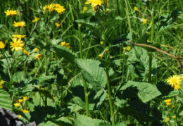 Senecio alpinus