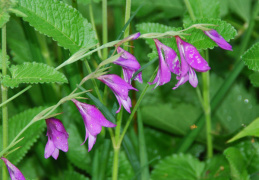 Gladiolus palustris 